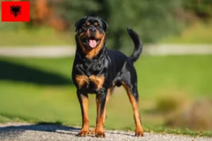 Lire la suite à propos de l’article Éleveurs de Rottweilers et chiots en Albanie