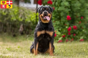 Lire la suite à propos de l’article Éleveurs de Rottweilers et chiots en Auvergne-Rhône-Alpes