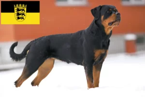 Lire la suite à propos de l’article Éleveurs de Rottweilers et chiots en Bade-Wurtemberg