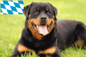 Lire la suite à propos de l’article Éleveurs de Rottweilers et chiots en Bavière