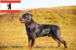 Lire la suite à propos de l’article Éleveurs de Rottweilers et chiots à Berlin