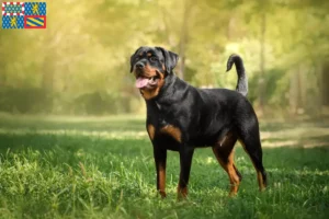 Lire la suite à propos de l’article Éleveurs de Rottweilers et chiots en Bourgogne-Franche-Comté