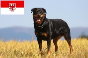 Lire la suite à propos de l’article Éleveurs de Rottweilers et chiots dans le Brandebourg