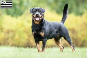 Lire la suite à propos de l’article Éleveurs de Rottweilers et chiots en Bretagne