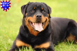 Lire la suite à propos de l’article Éleveurs de Rottweilers et chiots en Centre-Val de Loire