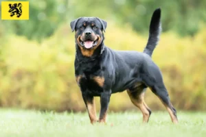 Lire la suite à propos de l’article Éleveurs de Rottweilers et chiots en Flandre