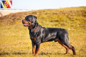 Lire la suite à propos de l’article Éleveurs de Rottweilers et chiots en Grand Est