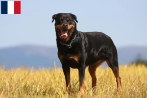 Lire la suite à propos de l’article Éleveurs de Rottweilers et chiots en Guadeloupe