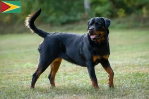 Lire la suite à propos de l’article Éleveurs de Rottweilers et chiots en Guyane