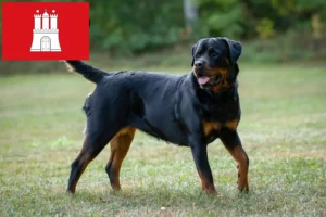 Lire la suite à propos de l’article Éleveurs de Rottweilers et chiots à Hambourg