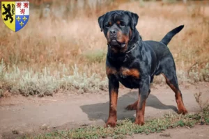 Lire la suite à propos de l’article Éleveurs de Rottweilers et chiots en Hauts-de-France