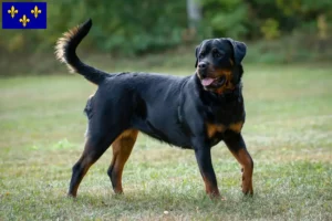 Lire la suite à propos de l’article Éleveurs de Rottweilers et chiots en Île-de-France