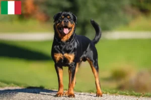 Lire la suite à propos de l’article Éleveurs de Rottweilers et chiots en Italie