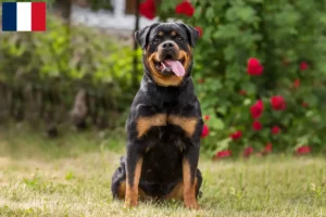 Lire la suite à propos de l’article Éleveurs de Rottweilers et chiots en Martinique