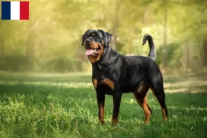 Lire la suite à propos de l’article Éleveurs de Rottweilers et chiots à Mayotte