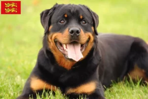 Lire la suite à propos de l’article Éleveurs de Rottweilers et chiots en Normandie