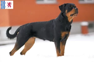 Lire la suite à propos de l’article Éleveurs de Rottweilers et chiots en Nouvelle-Aquitaine