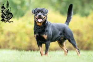 Lire la suite à propos de l’article Éleveurs de Rottweilers et chiots en Nouvelle-Calédonie