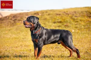 Lire la suite à propos de l’article Éleveurs de Rottweilers et chiots en Occitanie