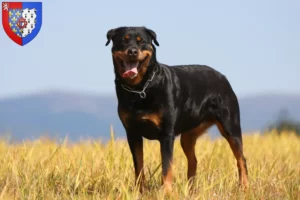 Lire la suite à propos de l’article Éleveurs de Rottweilers et chiots en Pays de la Loire