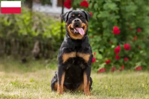 Lire la suite à propos de l’article Éleveurs de Rottweiler et chiots en Pologne