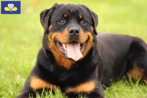 Lire la suite à propos de l’article Éleveurs de Rottweilers et chiots en Région de Bruxelles-Capitale