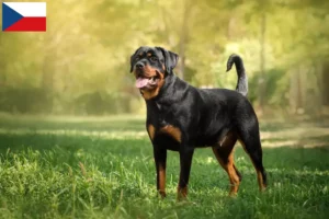 Lire la suite à propos de l’article Éleveurs de rottweilers et chiots en République tchèque