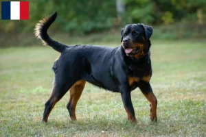 Lire la suite à propos de l’article Éleveurs de Rottweilers et chiots à la Réunion