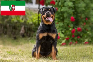 Lire la suite à propos de l’article Éleveurs de Rottweilers et chiots en Rhénanie-du-Nord-Westphalie