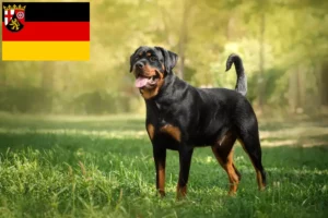 Lire la suite à propos de l’article Éleveurs de Rottweilers et chiots en Rhénanie-Palatinat