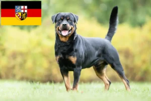 Lire la suite à propos de l’article Éleveurs de Rottweilers et chiots en Sarre