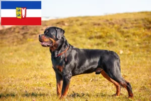 Lire la suite à propos de l’article Éleveurs de Rottweilers et chiots dans le Schleswig-Holstein