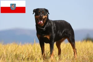 Lire la suite à propos de l’article Éleveurs de Rottweilers et chiots en Thuringe