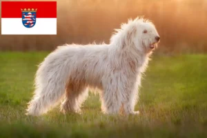 Lire la suite à propos de l’article Éleveurs d’Ovtcharka de la Russie du Sud et chiots en Hesse