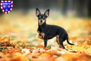 Lire la suite à propos de l’article Russkiy Toy éleveurs et chiots en Centre-Val de Loire