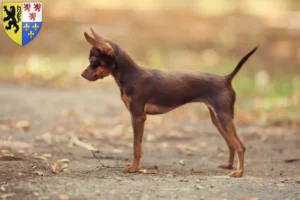 Lire la suite à propos de l’article Russkiy Toy éleveurs et chiots en Hauts-de-France