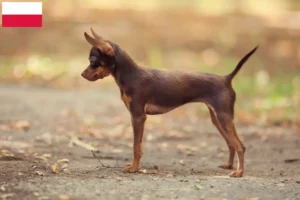 Lire la suite à propos de l’article Russkiy Toy éleveurs et chiots en Pologne