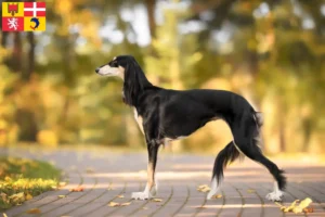 Lire la suite à propos de l’article Éleveurs de Saluki et chiots en Auvergne-Rhône-Alpes