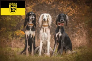 Lire la suite à propos de l’article Éleveurs de Saluki et chiots en Baden-Württemberg