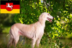 Lire la suite à propos de l’article Éleveurs de Saluki et chiots en Basse-Saxe