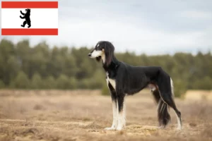 Lire la suite à propos de l’article Éleveurs de Saluki et chiots à Berlin