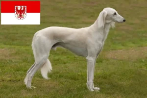 Lire la suite à propos de l’article Éleveurs de Saluki et chiots dans le Brandebourg