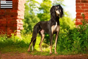 Lire la suite à propos de l’article Éleveurs de saluki et chiots en Bretagne