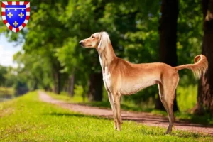 Lire la suite à propos de l’article Éleveurs de Saluki et chiots en Centre-Val de Loire