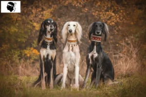 Lire la suite à propos de l’article Éleveurs de saluki et chiots en Corse