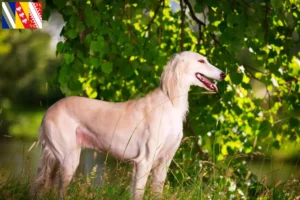 Lire la suite à propos de l’article Éleveurs de Saluki et chiots en Grand Est