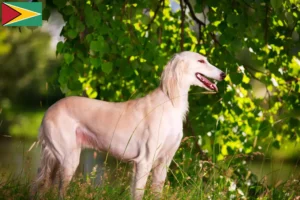 Lire la suite à propos de l’article Éleveurs de Saluki et chiots en Guyane