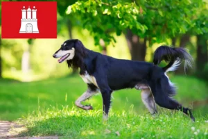 Lire la suite à propos de l’article Éleveurs de Saluki et chiots à Hambourg