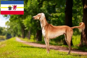 Lire la suite à propos de l’article Éleveurs de Saluki et chiots dans le Mecklembourg-Poméranie occidentale