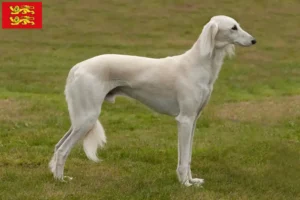 Lire la suite à propos de l’article Éleveurs de saluki et chiots en Normandie